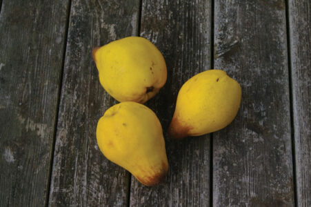 The Disappearance and Revival of Fruiting Quince Image